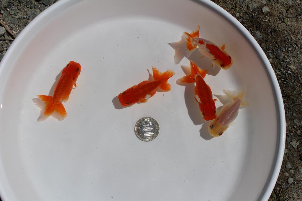 **{ Uno group golgfish two years old fish special 5 pcs all part last }**7 centimeter rom and rear (before and after) B