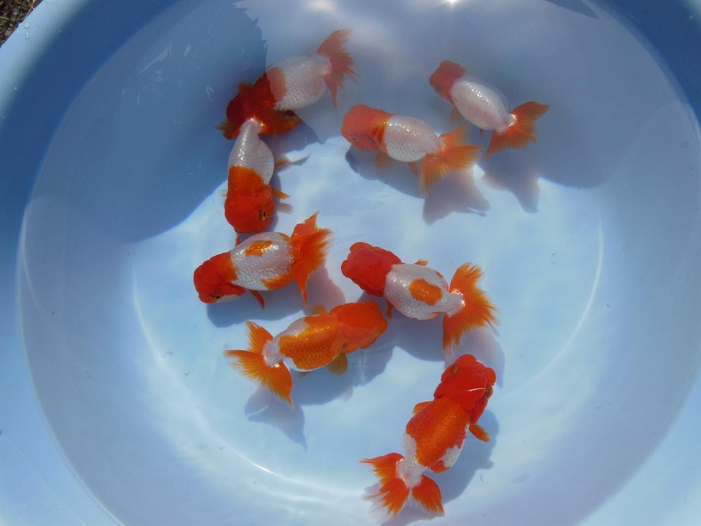 **{ Uno group golgfish two years old fish special 5 pcs all part last }**7 centimeter rom and rear (before and after) B