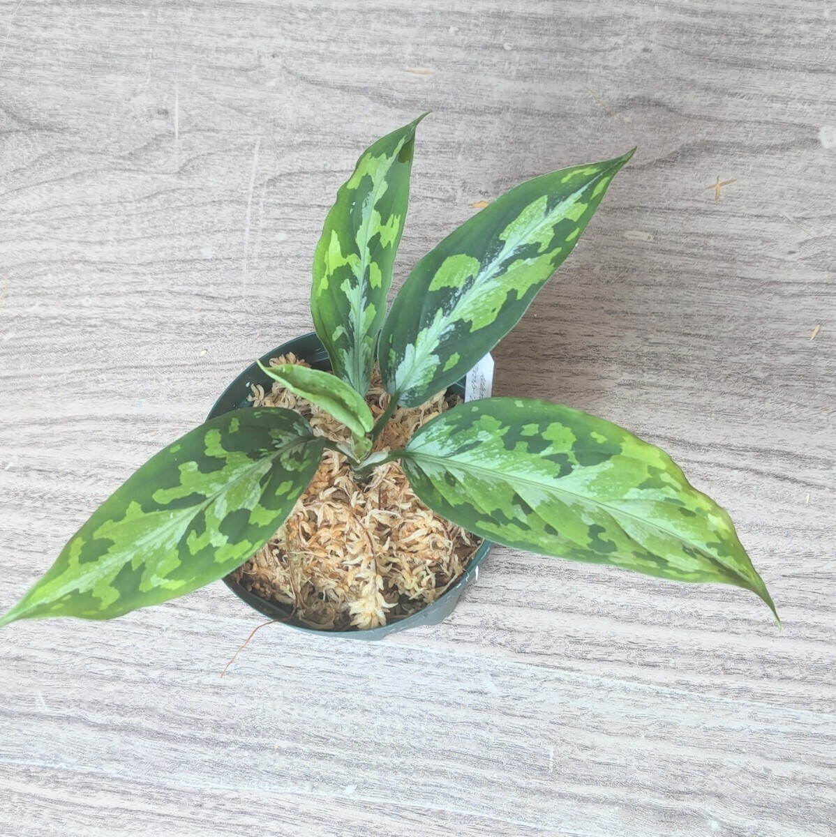 ★yuki★ アグラオネマ ピクタム トリカラー エウレカ  Aglaonema pictum tricoior EUREKA の画像5