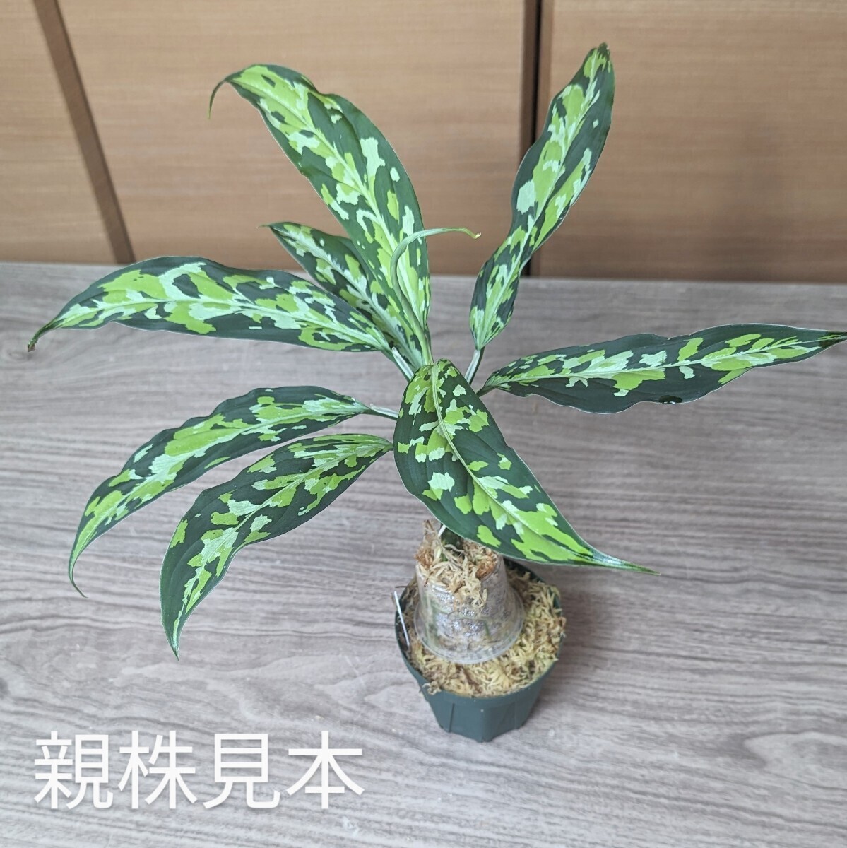 ★yuki★ アグラオネマ ピクタム トリカラー エウレカ  Aglaonema pictum tricoior EUREKA の画像2