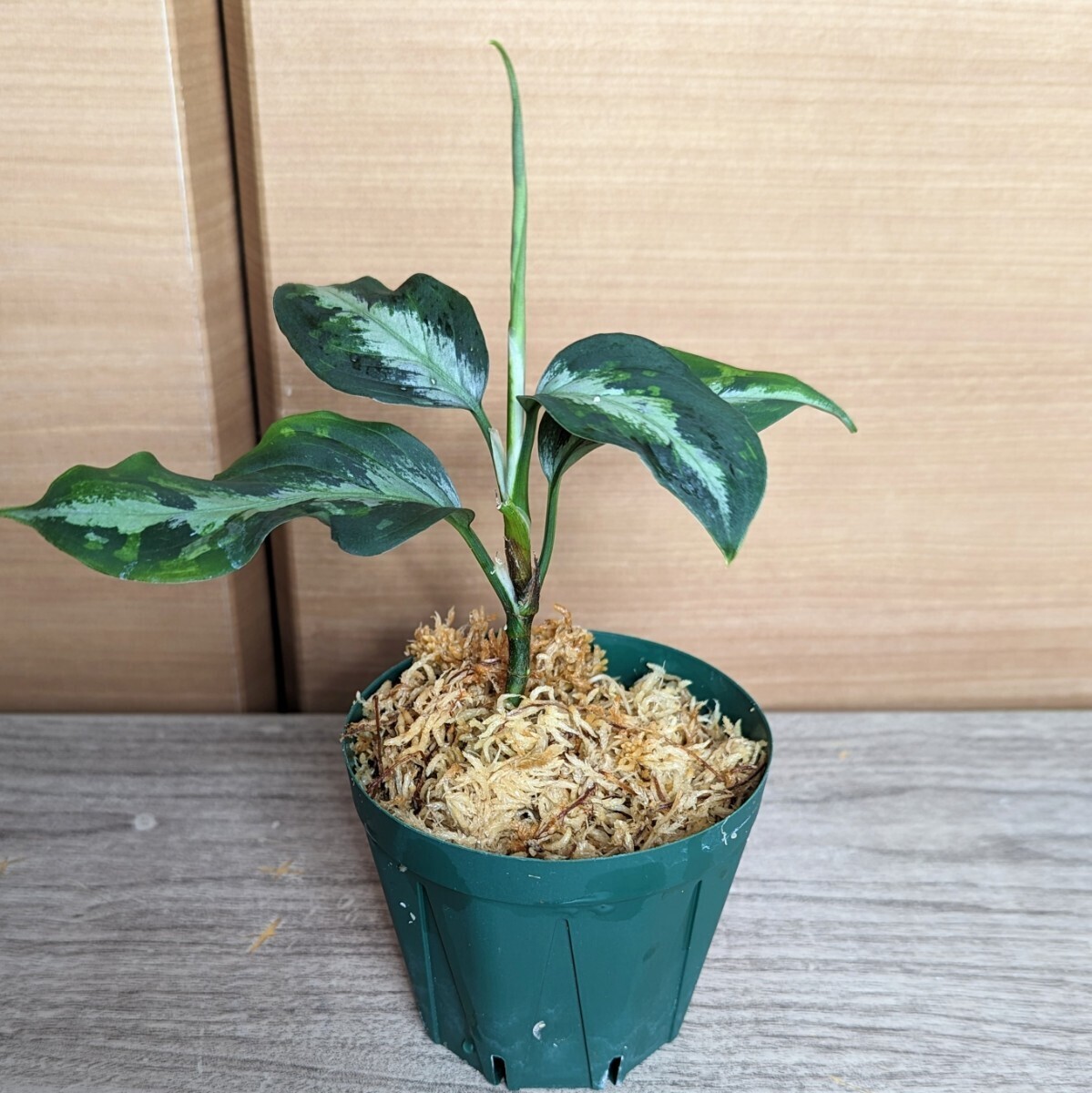 ★yuki★アグラオネマ ピクタム　トリカラー 　エウレカ　Aglaonema pictum tricoior EUREKA _画像6