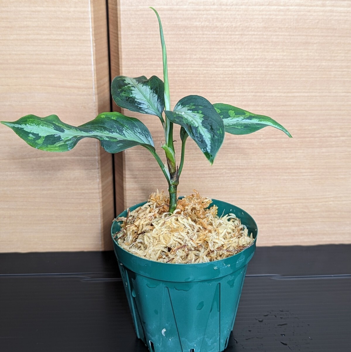 ★yuki★アグラオネマ ピクタム　トリカラー 　エウレカ　Aglaonema pictum tricoior EUREKA _画像8