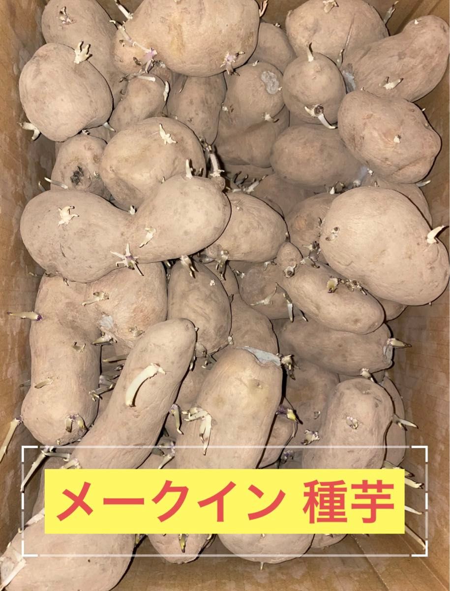 北海道産 訳あり メークイン 種芋 S 〜 2L サイズ 4kg