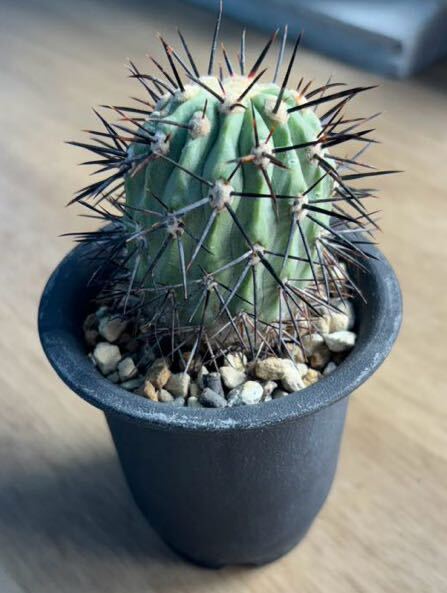 コピアポア　コルムナアルバ　孤竜丸　現地球カキコ　強刺　サボテン 多肉植物 Copiapoa cinerea var. columnaalba_画像1