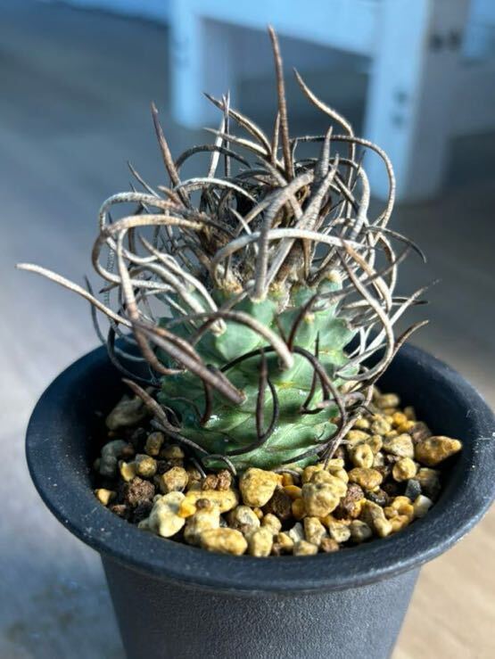 ツルビニカルプス　昇竜丸　実生　サボテン 多肉植物 Turbinicarpus schmiedickeanus_画像1