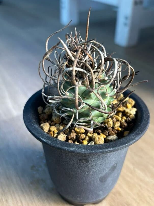 ツルビニカルプス　昇竜丸　実生　サボテン 多肉植物 Turbinicarpus schmiedickeanus_画像2