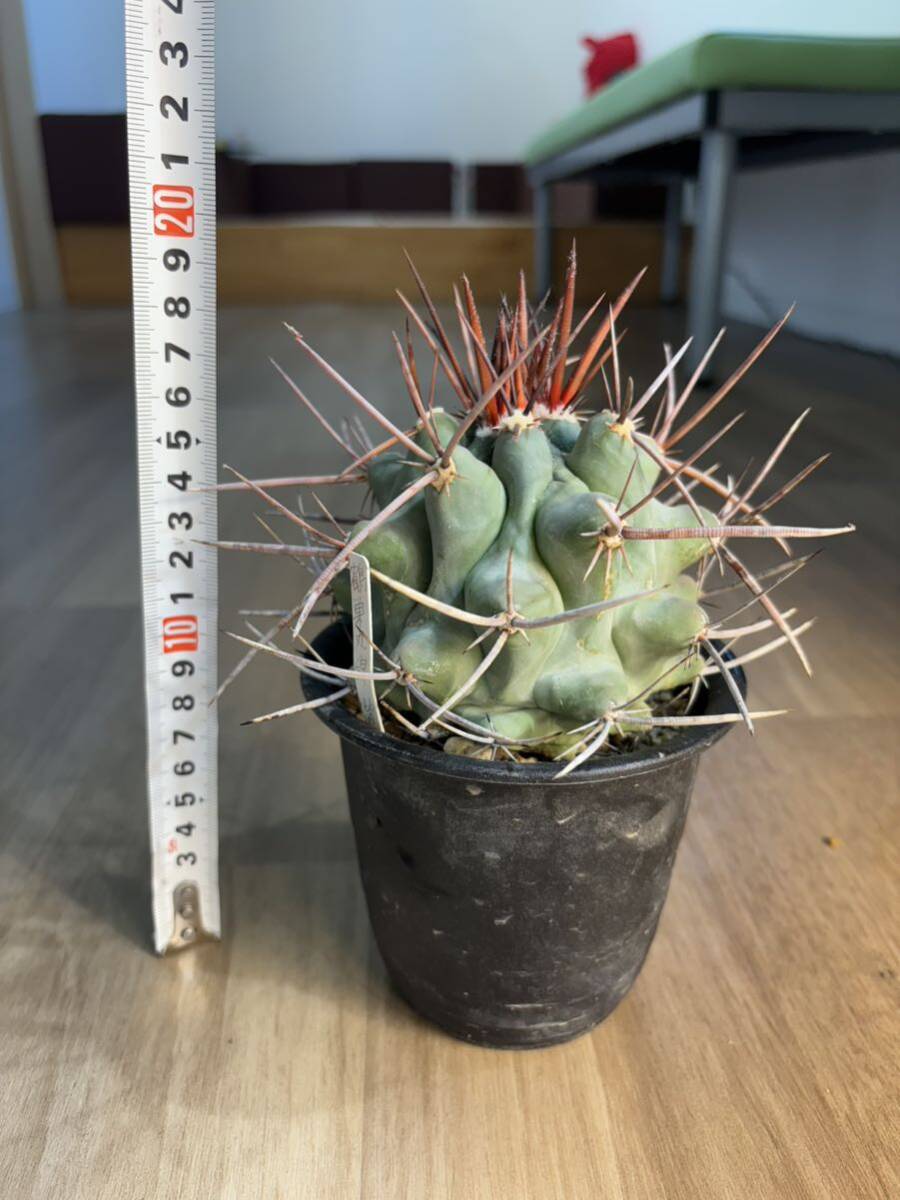 テロカクタス　鶴巣丸　サボテン 実生 多肉植物 Thelocactus nidulans_画像4