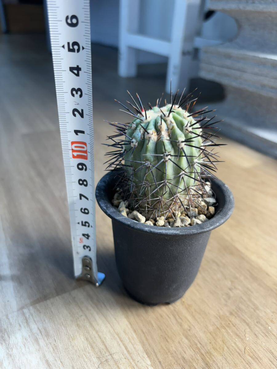 コピアポア　コルムナアルバ　孤竜丸　現地球カキコ　強刺　サボテン 多肉植物 Copiapoa cinerea var. columnaalba_画像7