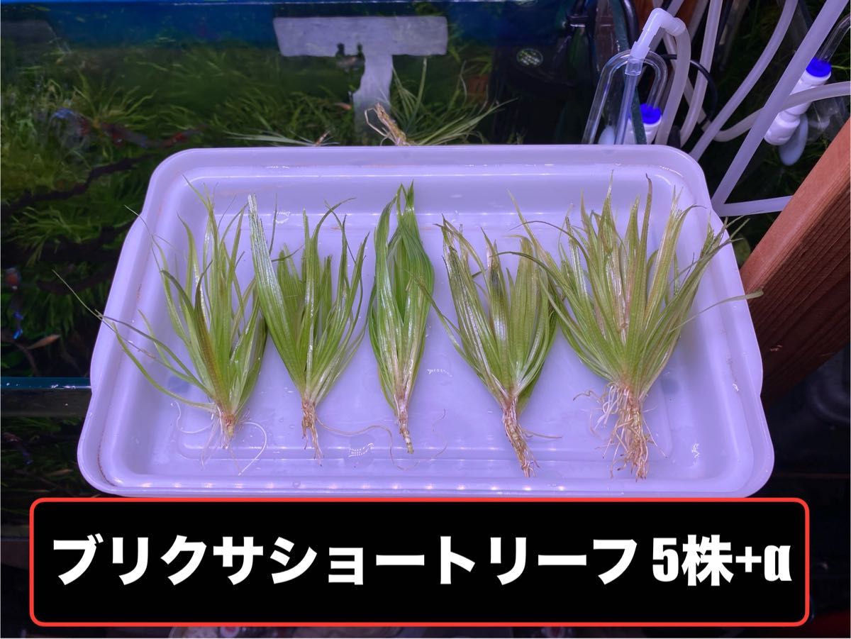 採れたて新鮮水草　ブリクサショートリーフ　5株+αおまけ付き