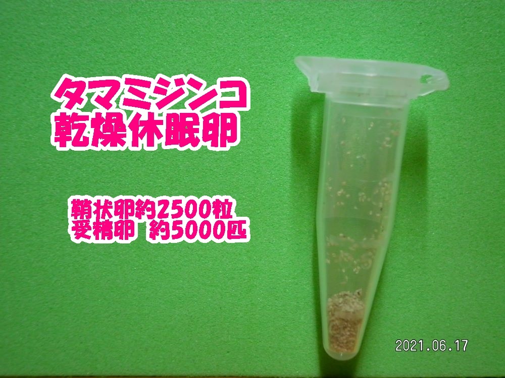 【送料無料】◆激安◆タマミジンコ乾燥休眠卵◆約2500粒◆約5000匹・0.01ｇ◆培養キット◆ の画像2