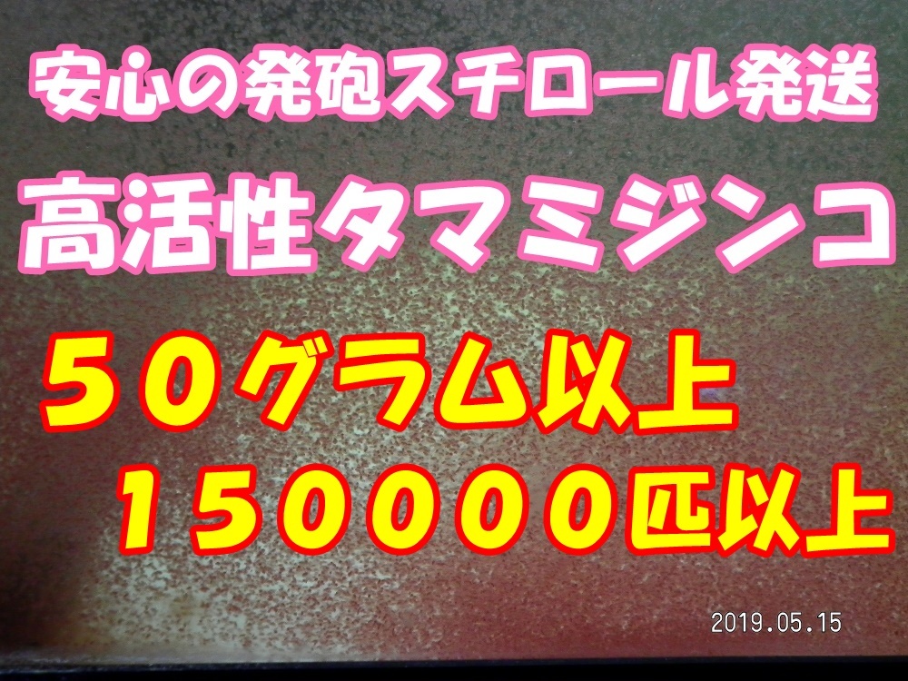 【期間限定】【活・天然タマミジンコ】◆約１５万匹以上・50グラム以上使い切り商品◆ _画像1