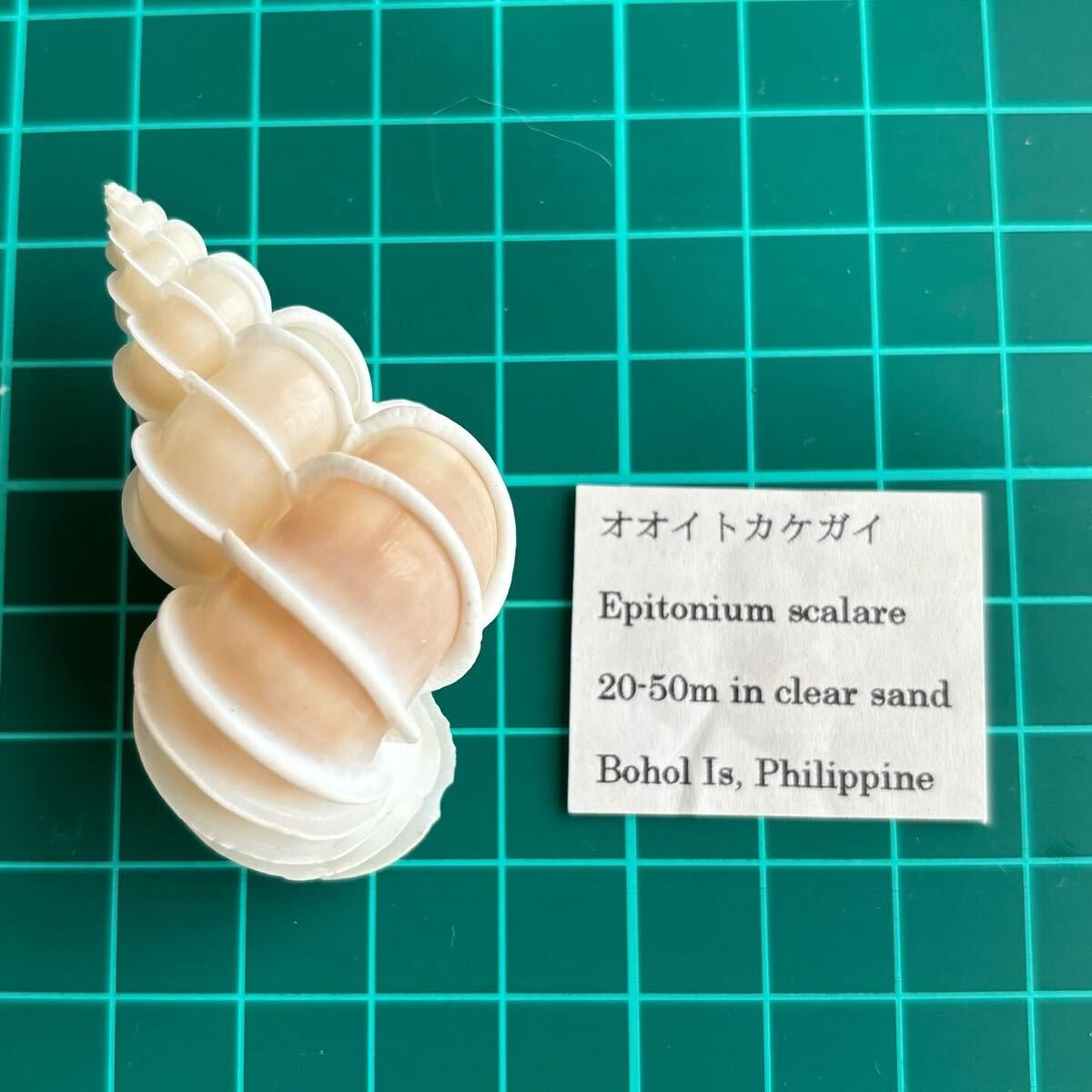 Yahoo!オークション - 美品 オオイトカケ 貝殻標本 イトカケガイ Yahoo!オークション - 美品 オオイトカケ 貝殻標本 イトカケガイ
