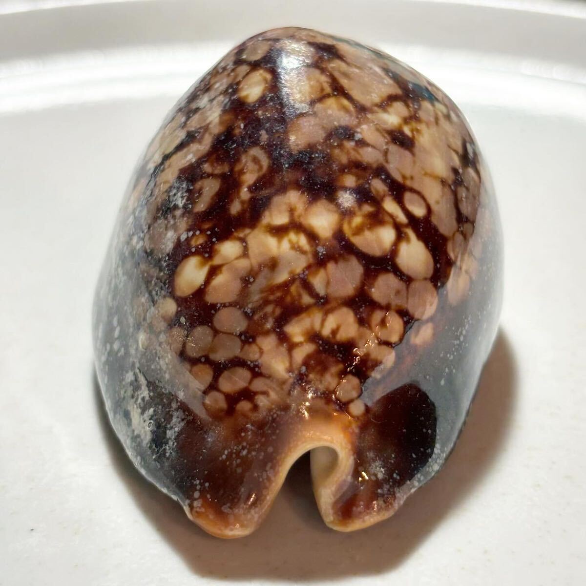 《 ハチジョウダカラ 》 8センチ越えBIGサイズ　貝殻標本　貝殻　貝　シェル　タカラガイ　宝貝　Humpback cowry_画像7
