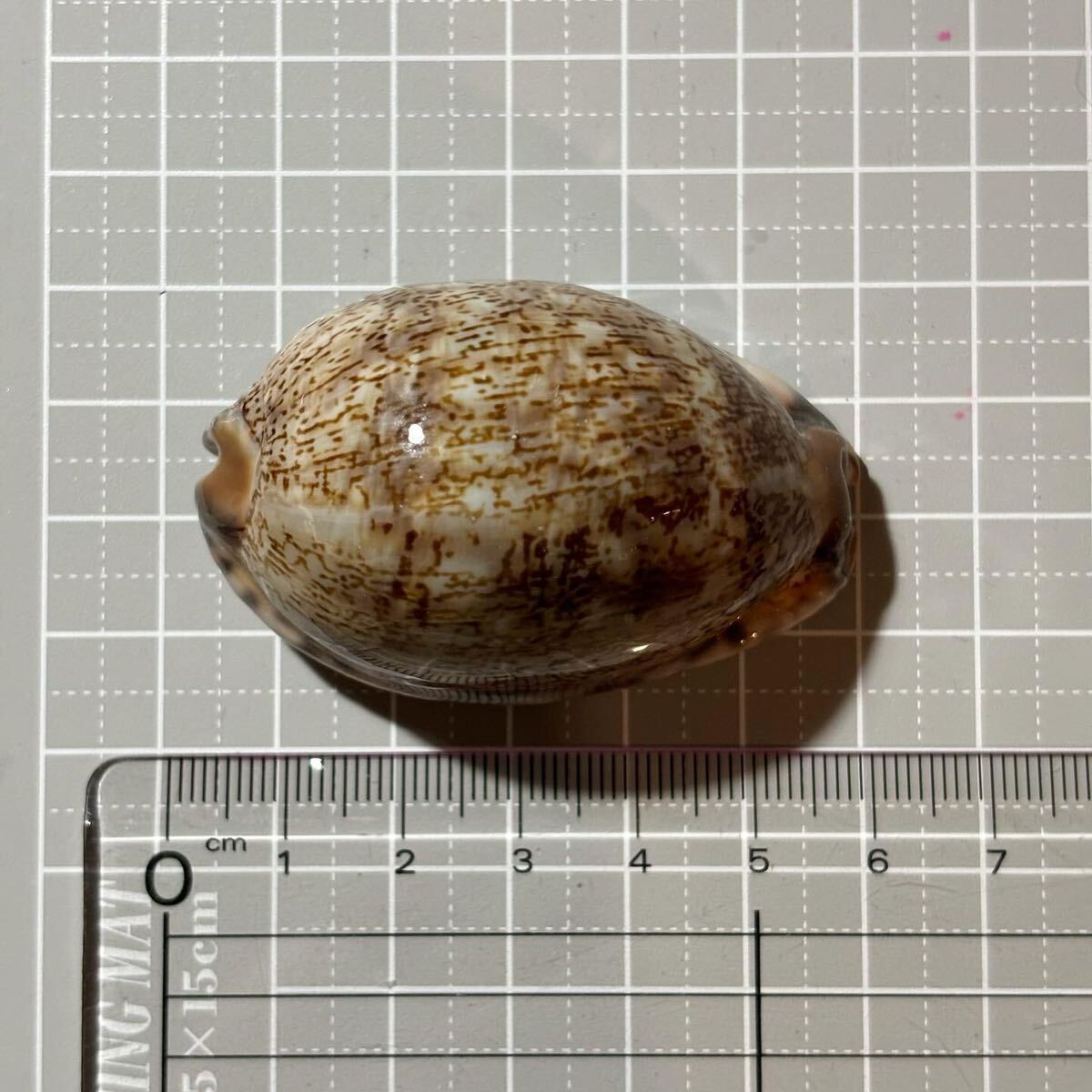 美品! ヤクシマダカラ 》 タカラガイ 貝殻 貝殻標本 標本 美品! ヤクシマダカラ 》 タカラガイ 貝殻 貝殻標本 標本