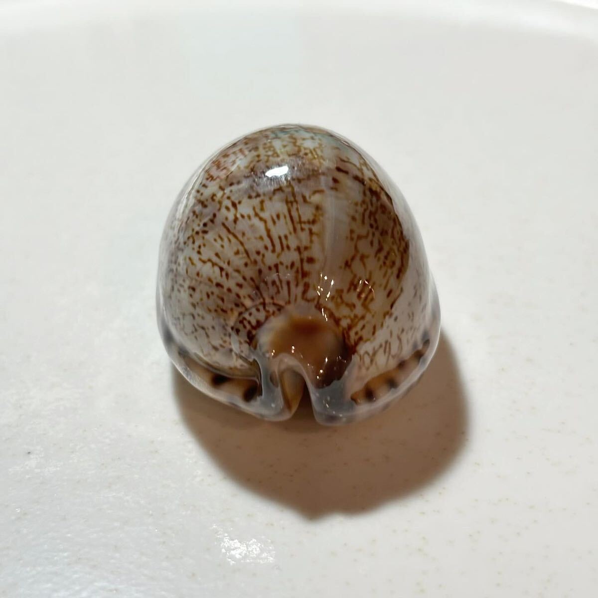 美品! ヤクシマダカラ 》 タカラガイ 貝殻 貝殻標本 標本 美品! ヤクシマダカラ 》 タカラガイ 貝殻 貝殻標本 標本