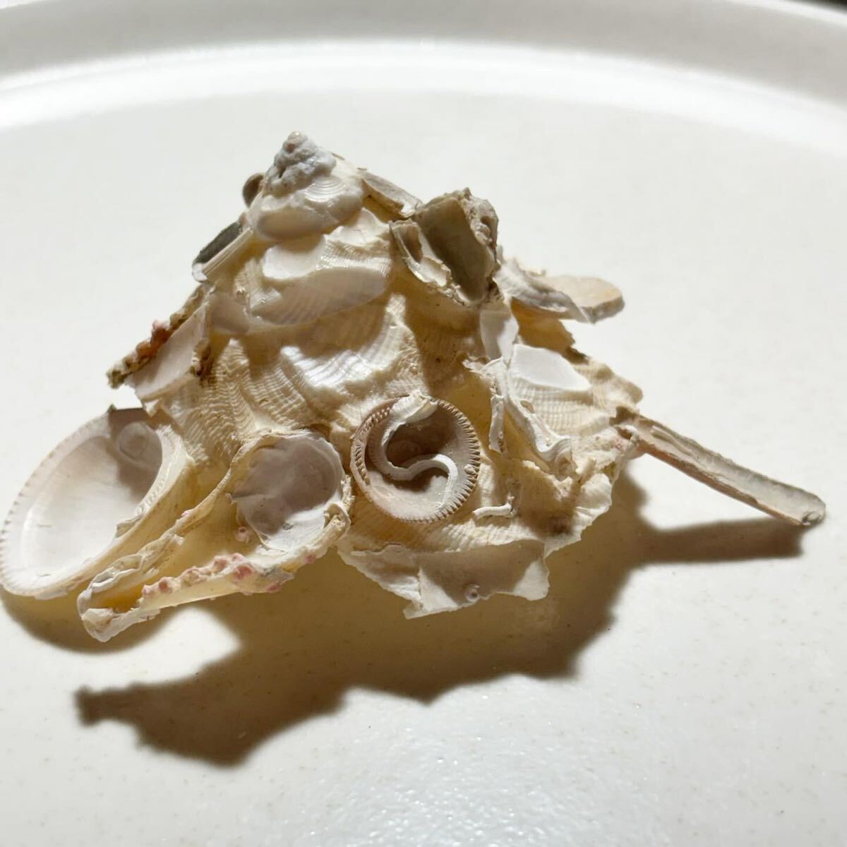 《 クマサカガイ 》 貝殻標本　貝殻　標本　貝殻コレクション　コレクター　Xenophora pallidula 珍品　おもしろい貝　貝_画像2