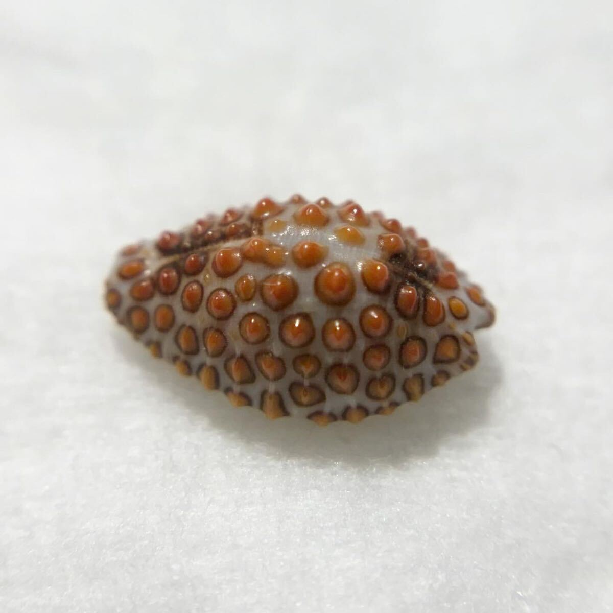 《 キノコダマ 》　貝殻標本　貝殻　ウミウサギ　shell Jenneria pustulata 貝　タカラガイみたいな貝殻　コレクション_画像5