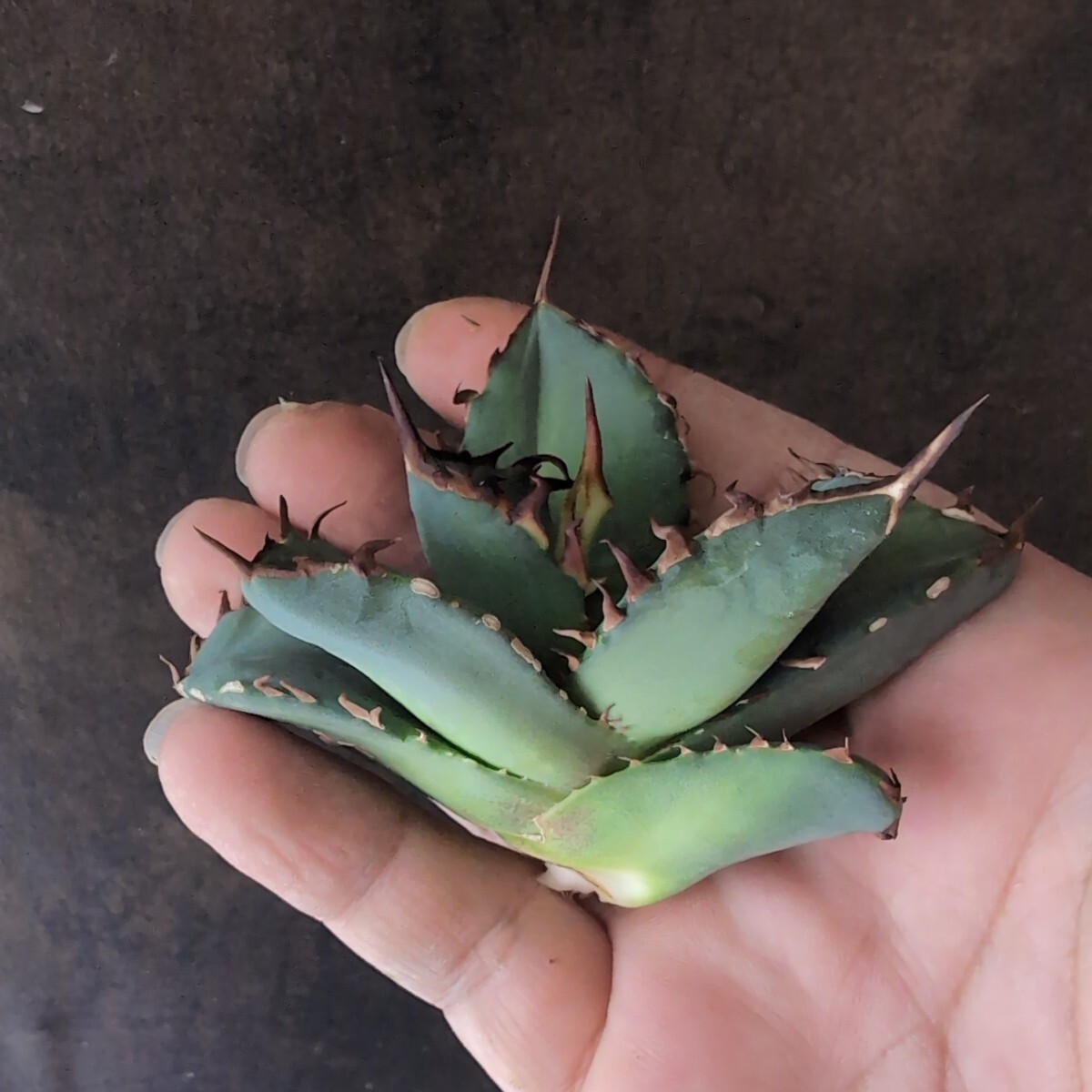 【AGAVE TITANOTA 青白肌台湾株】arakawa plantsさん株 アガベ チタノタ 子株の画像5