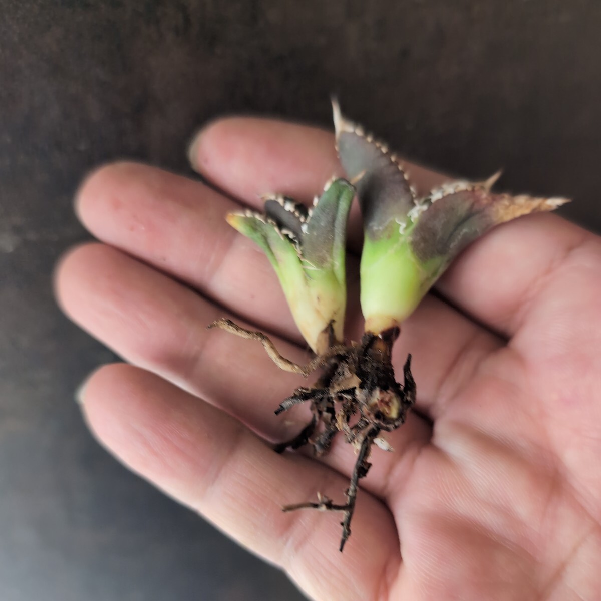 【AGAVE TITANOTA 裏刺ver】２株セット アガベ チタノタ  子株の画像4