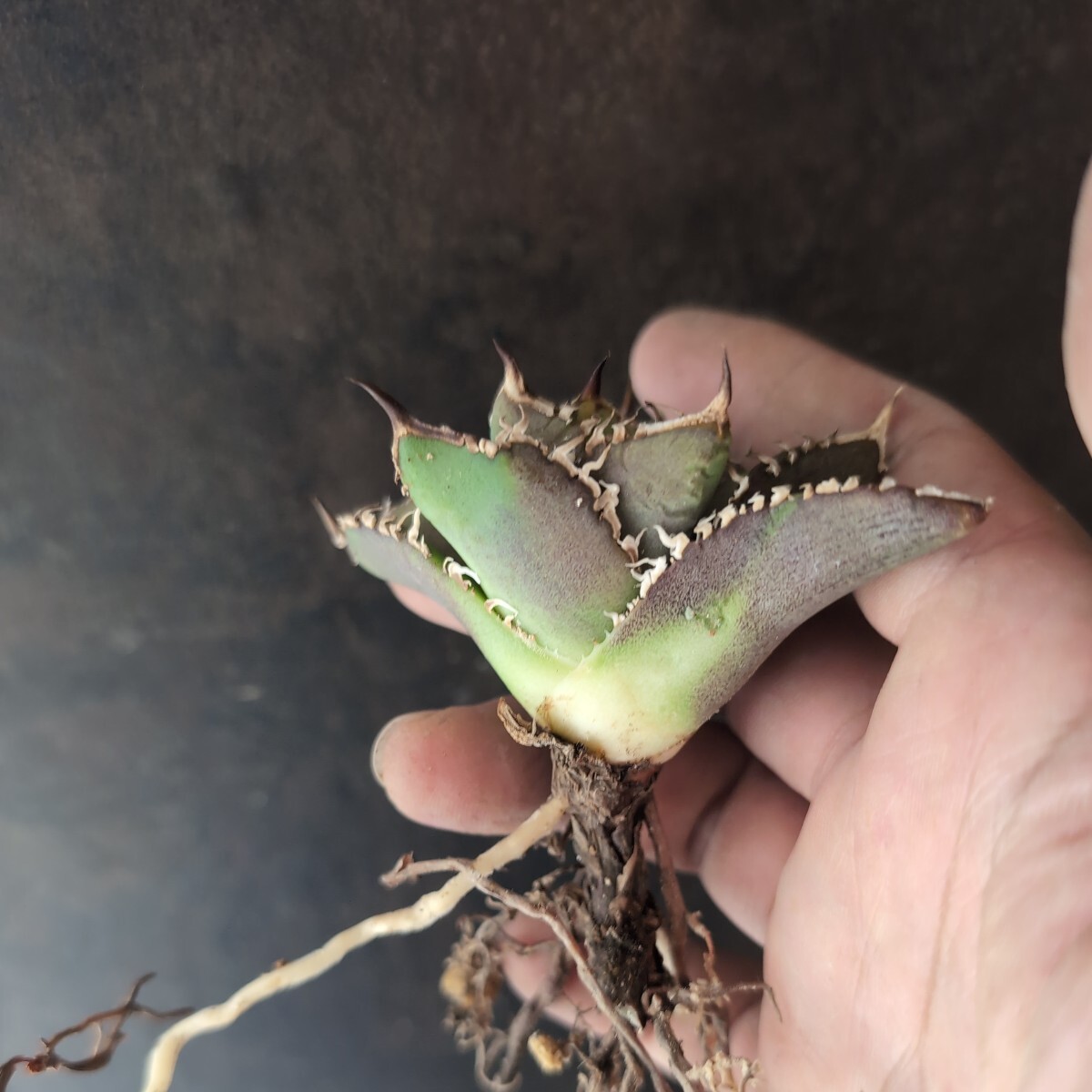 【AGAVE TITANOTA ブツブツ株】studs アガベ チタノタ 子株の画像5