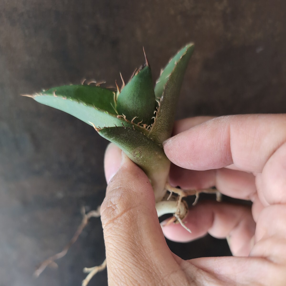 【AGAVE TITANOTA　LOW TYPE】アガベ　チタノタ　子株_画像3
