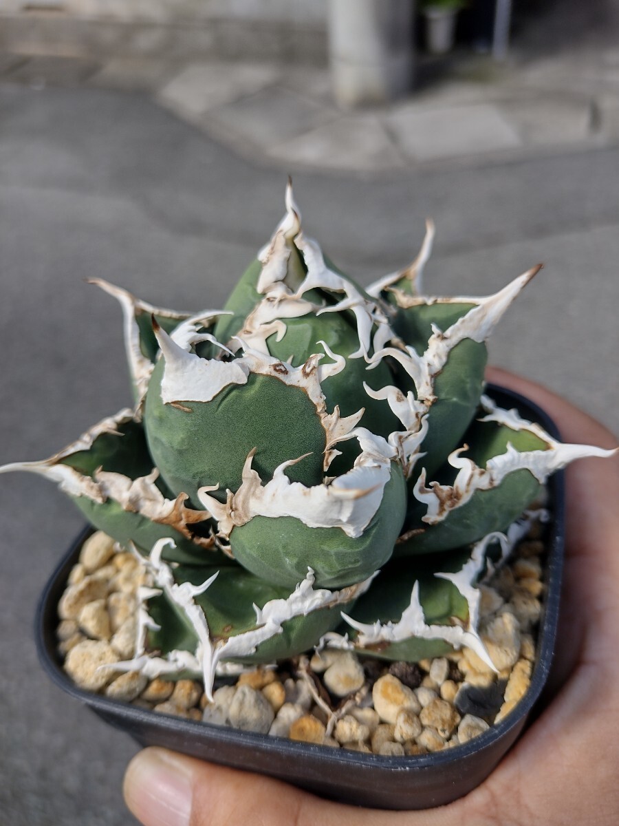 Yahoo!オークション - 【AGAVE TITANOTA 狼人】アガベ チタノタ Yahoo!オークション - 【AGAVE TITANOTA 狼人】アガベ チタノタ