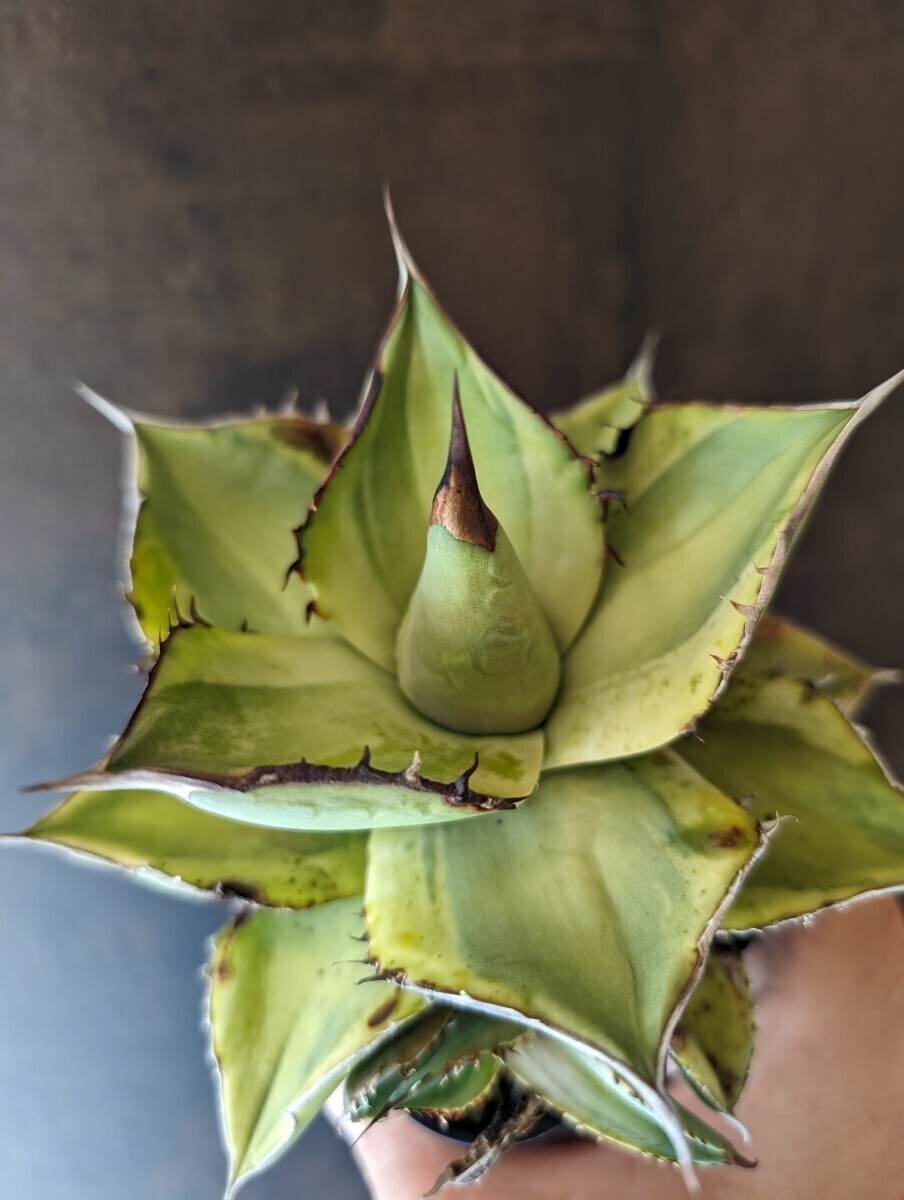 【AGAVE TITANOTA 黒桃覆輪斑】スペード斑入り　アガベ　チタノタ　子株_画像1