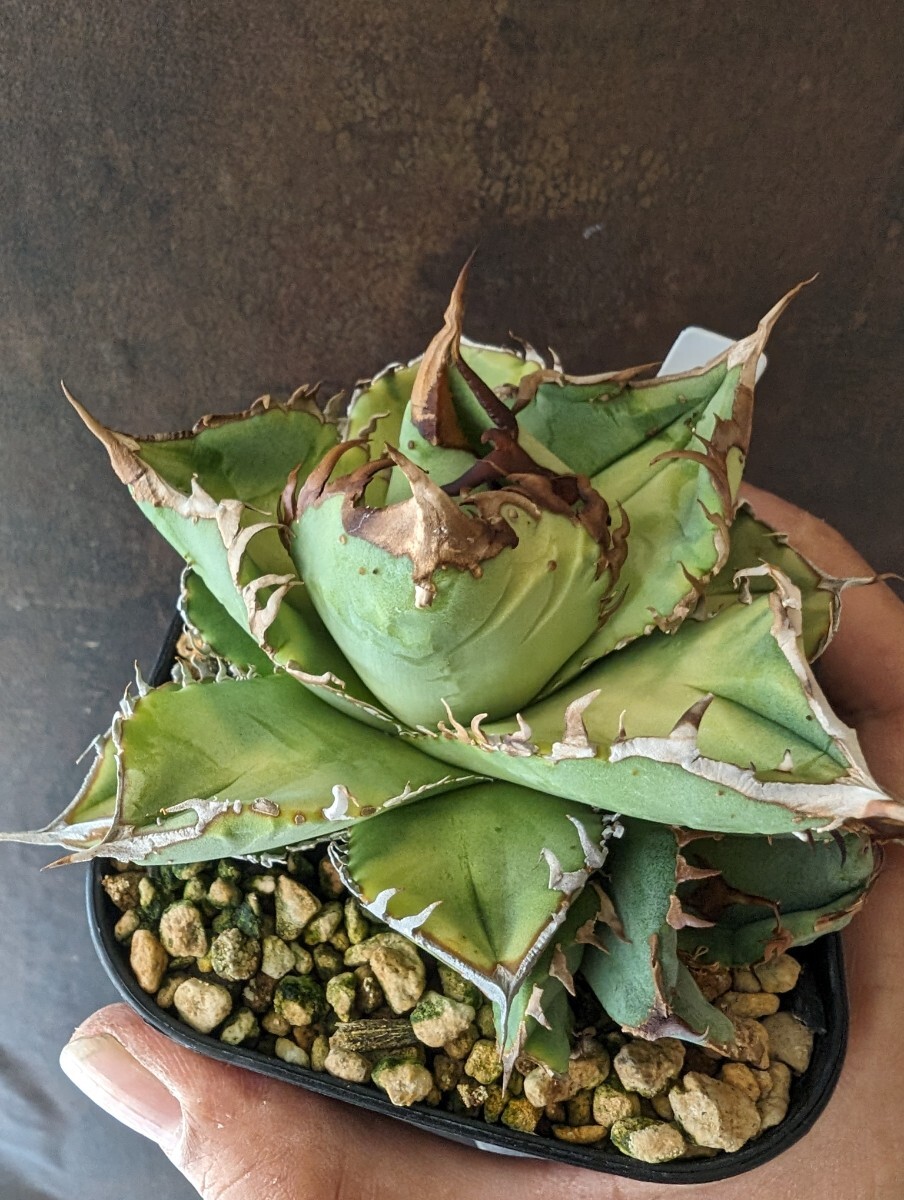 【AGAVE TITANOTA AVALANCHE】アバランチ　ブツブツ株　イラン株　アガベ　チタノタ　子株　レア株　高級品種_画像1