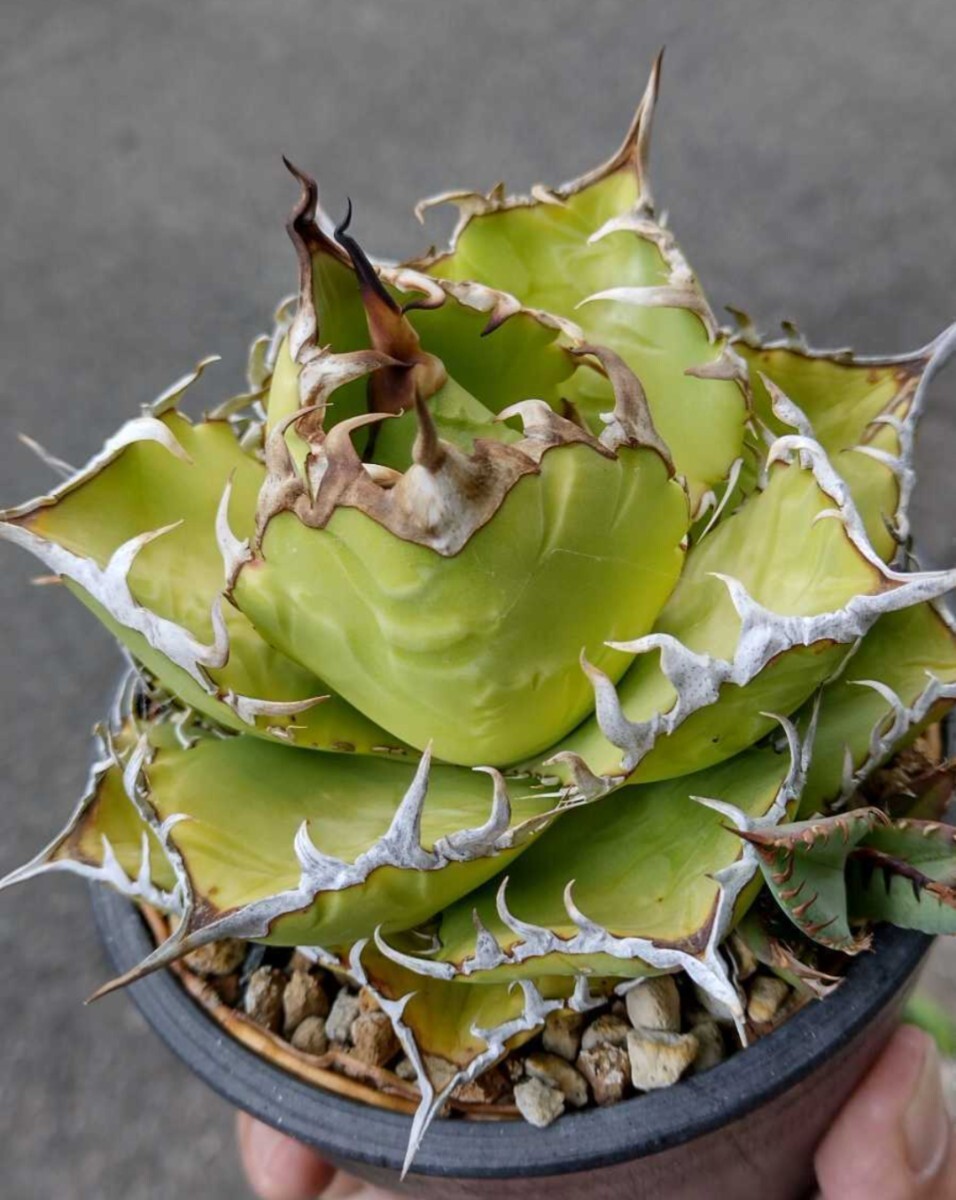 【AGAVE TITANOTA　fo76】アガベ　チタノタ　子株_画像1