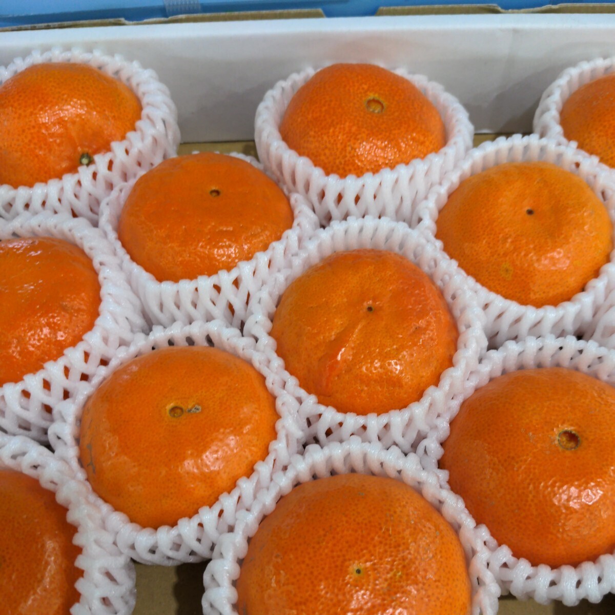  Saga prefecture production [ Anne call orange ]13 sphere entering beautiful taste ... 