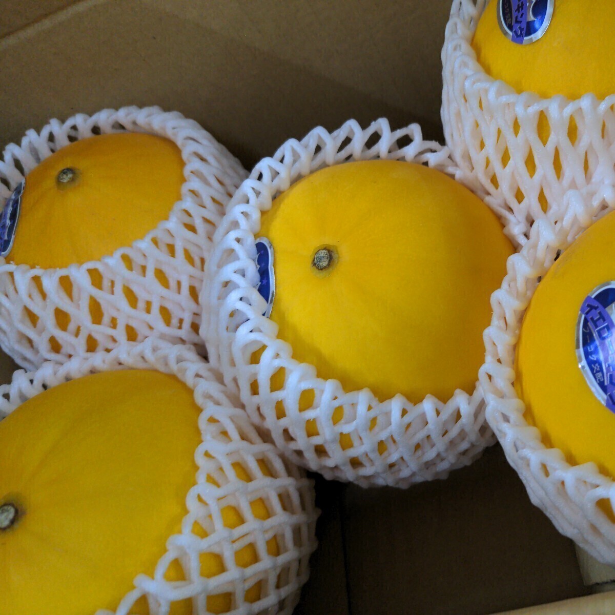  Kumamoto prefecture production [ yellow King melon ]4 sphere ~5 sphere entering 