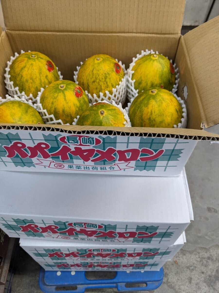  Nagasaki prefecture production [ papaya melon ]7 sphere ~9 sphere entering 