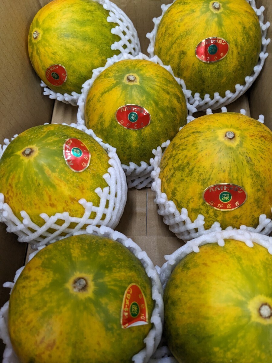  Nagasaki prefecture production [ papaya melon ]7 sphere ~9 sphere entering 