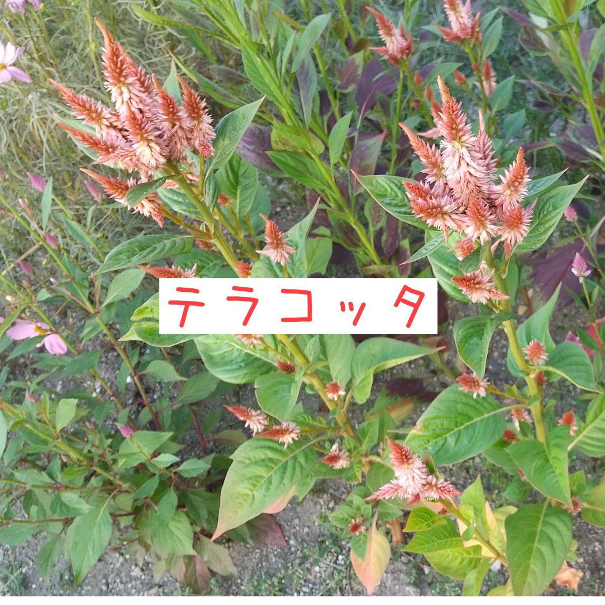 ケイトウの種　3色セット　計300粒　花の種