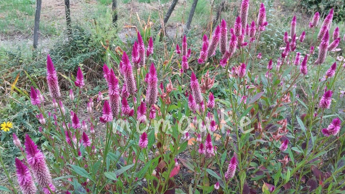 ケイトウ　種　セロシア　500粒　花の種