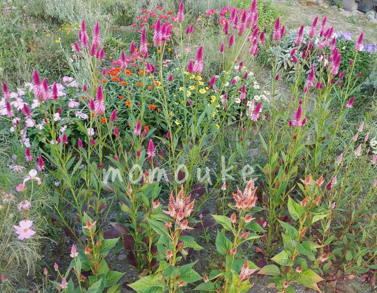 ケイトウの種　3色セット　計300粒　花の種