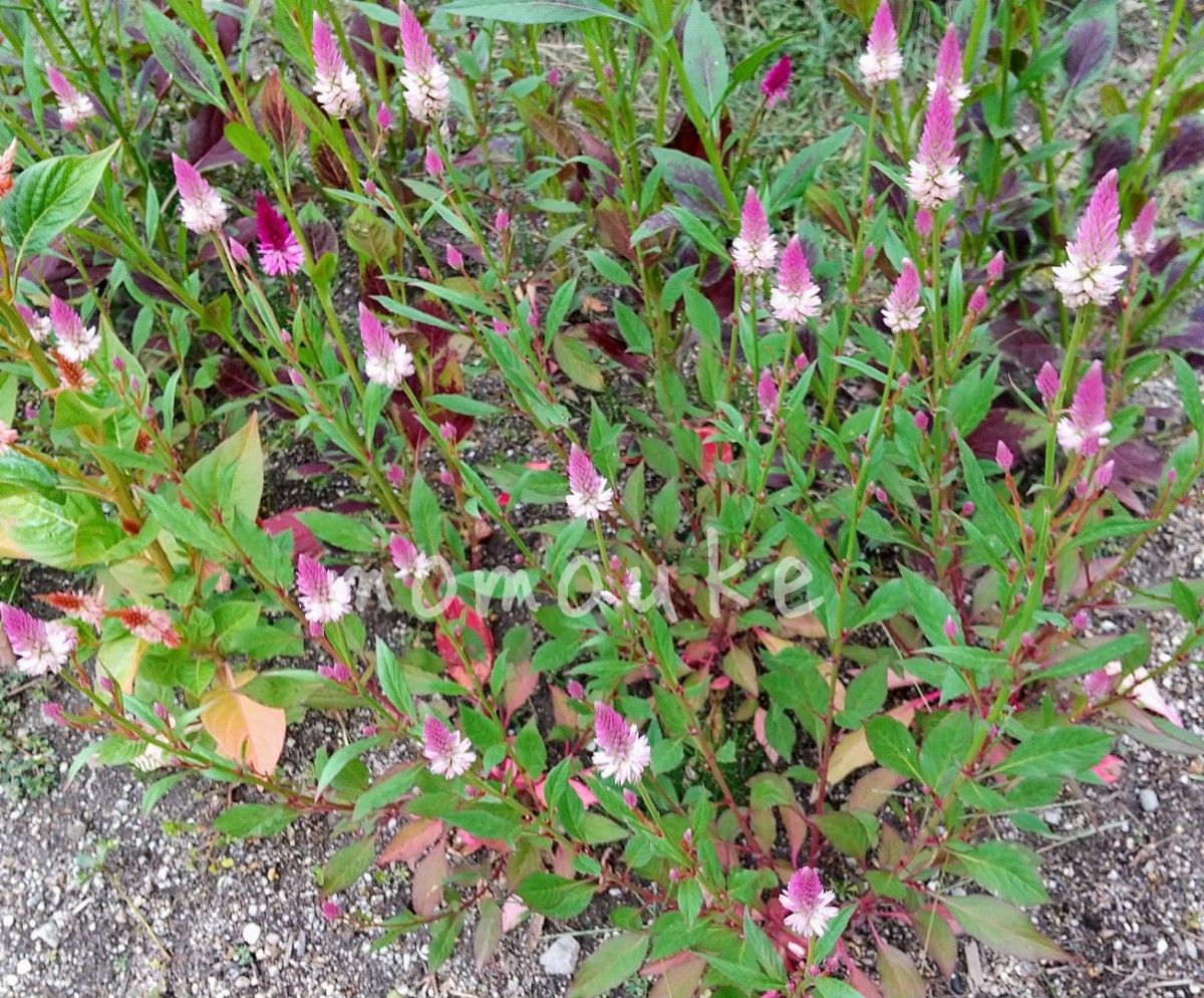 ケイトウの種　3色セット　計300粒　花の種