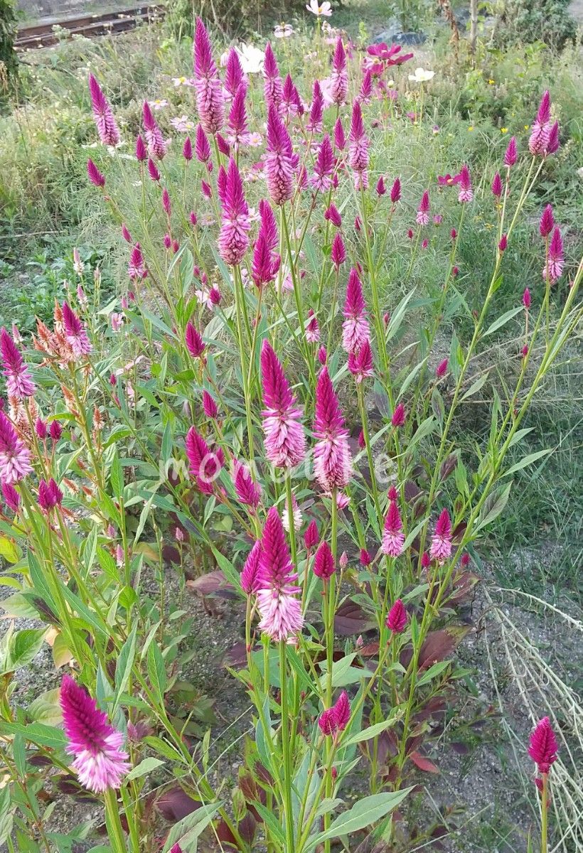 ケイトウの種　3色セット　計300粒　花の種