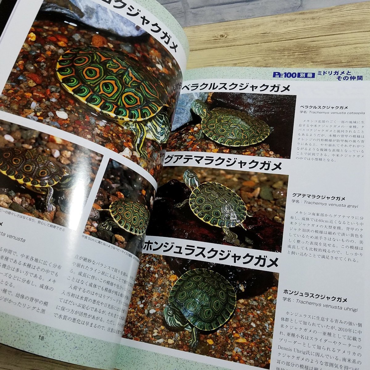  breeding relation [ Pro file 100 separate volume green game. that company ] PF100 series reptiles [ postage 180 jpy ]