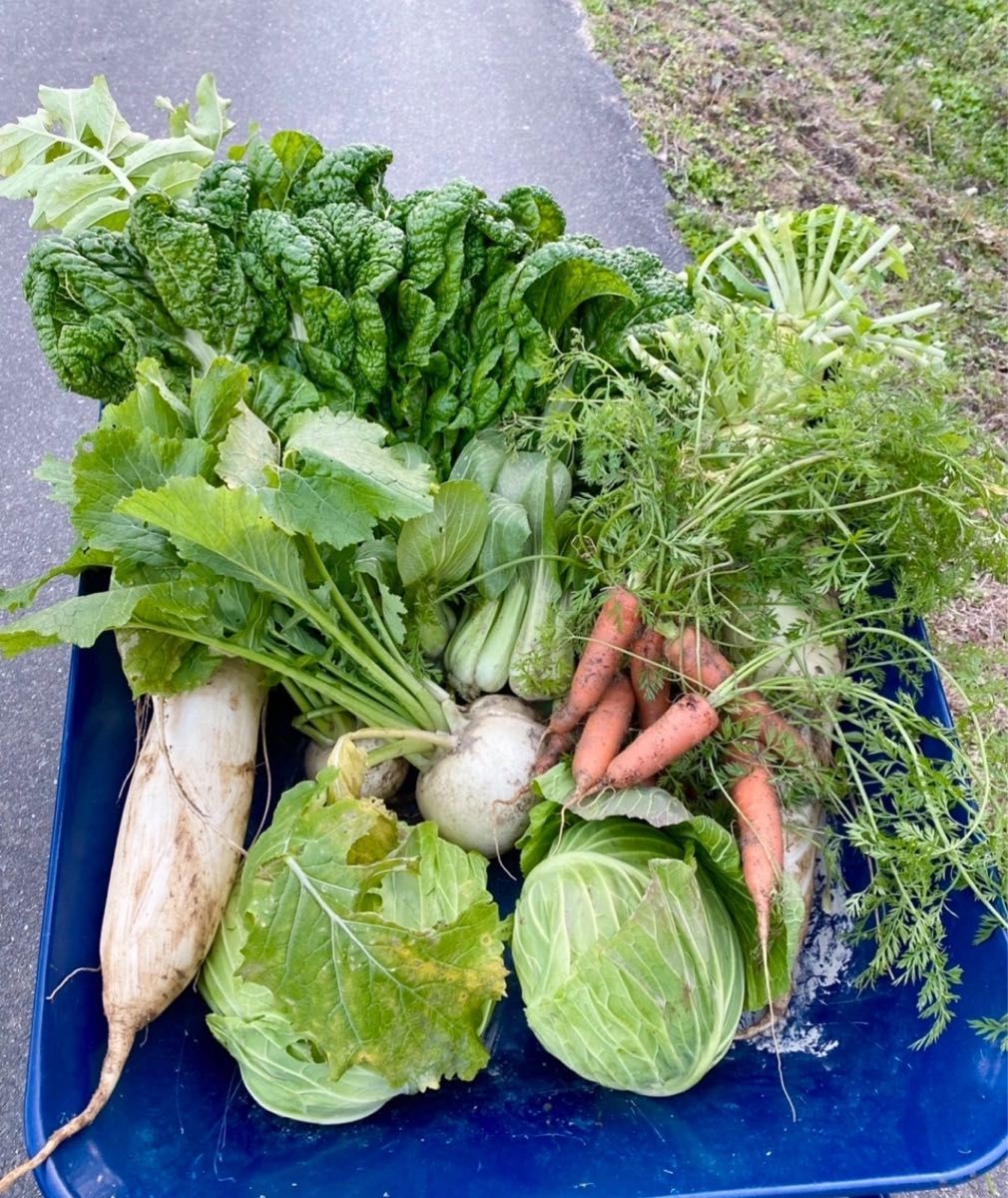 10種類の乾燥野菜　時短料理　100g×2袋