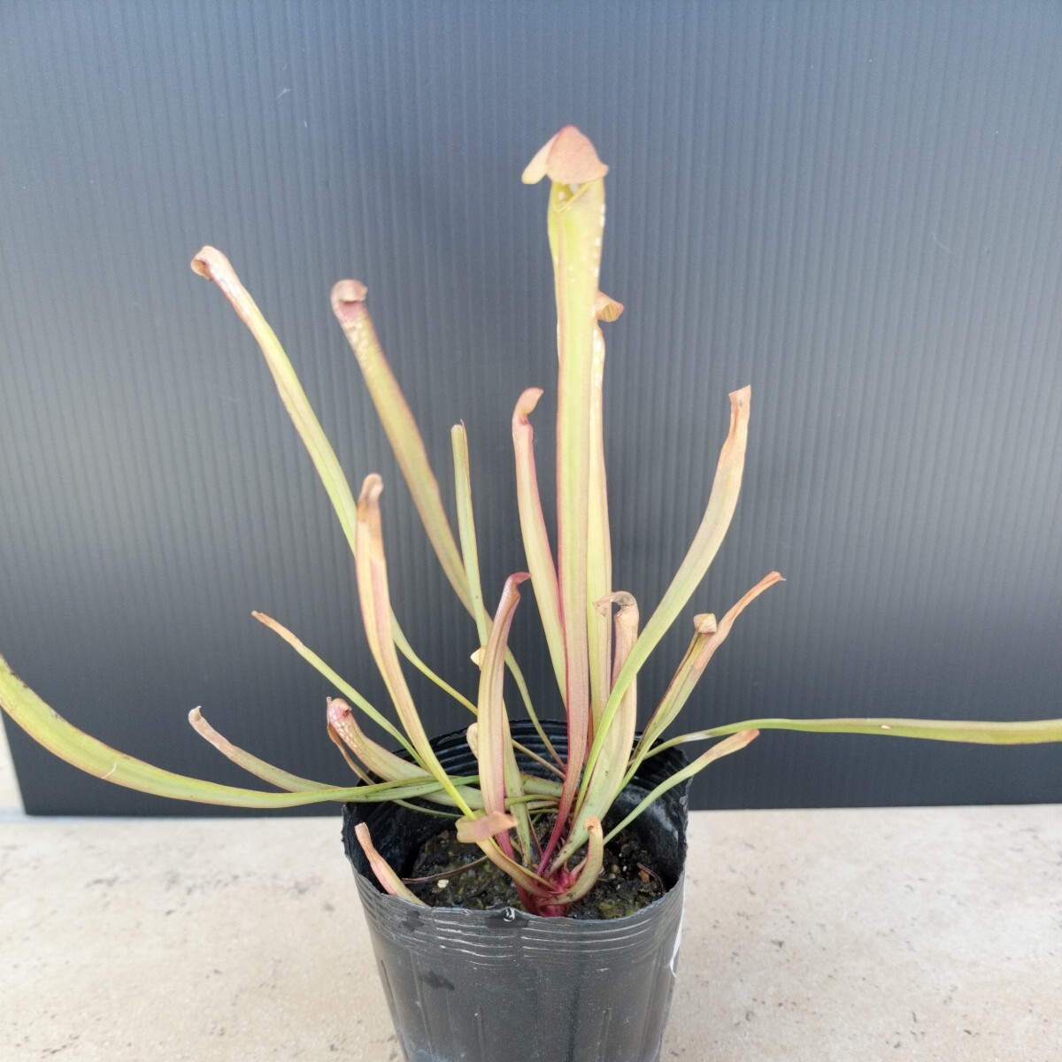 サラセニア ミノール オケフェノキー レッドアイ 食虫植物 2株入り sarracenia minor var. okefenokeensis の画像4