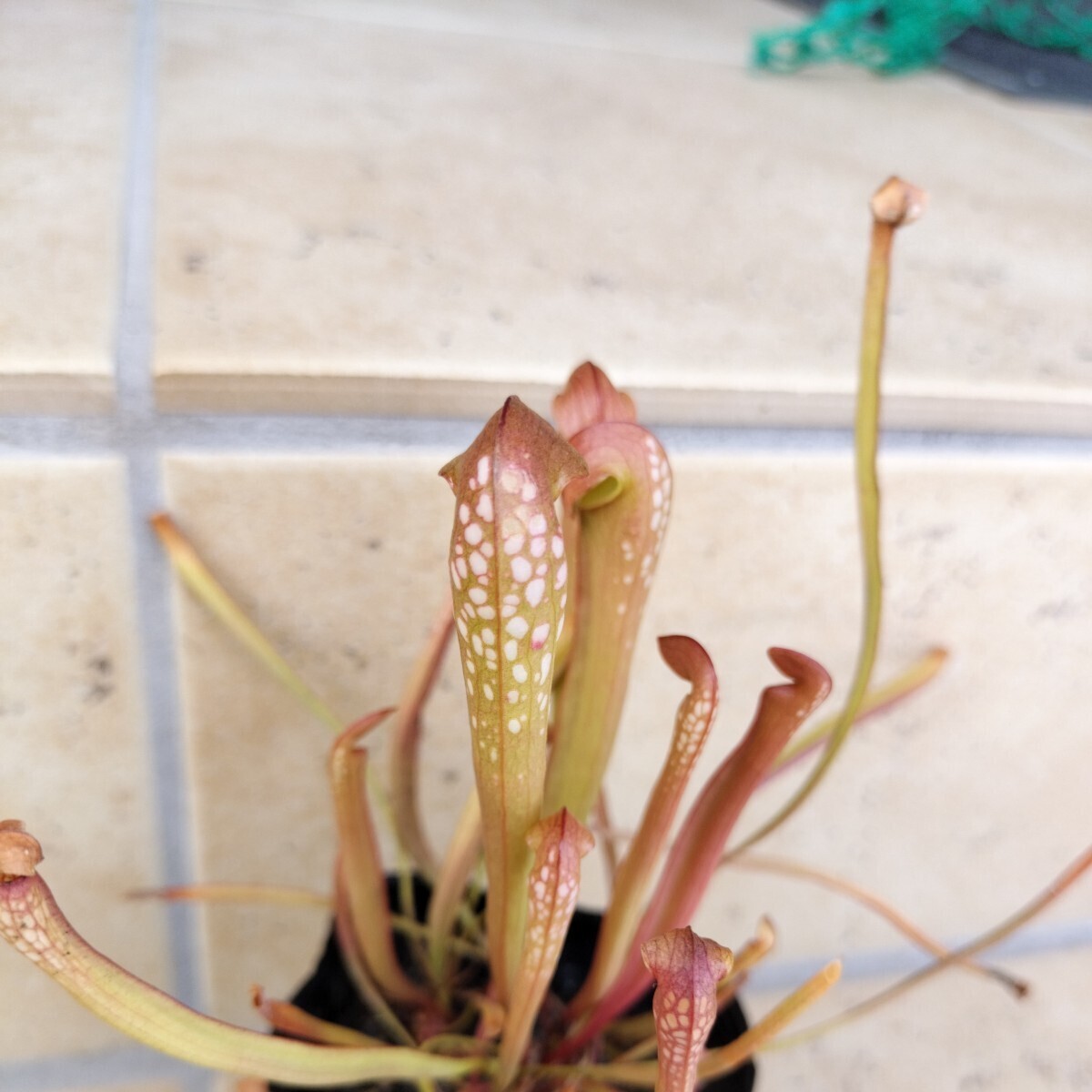 サラセニア　ミノール　オケフェノキー　レッドアイ　食虫植物　3株入り　sarracenia minor var. okefenokeensis _画像2