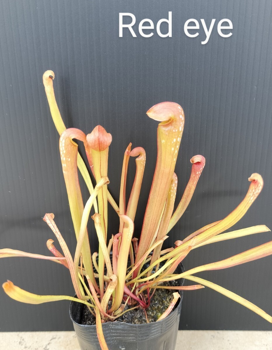 サラセニア　ミノール　オケフェノキー　レッドアイ　食虫植物　3株入り　sarracenia minor var. okefenokeensis _画像1