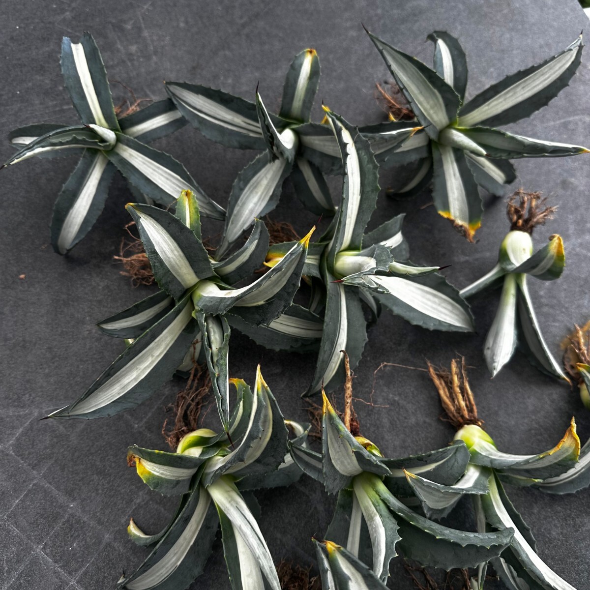  agave America -na.. white middle . finest quality large stock 12 stock including in a package 