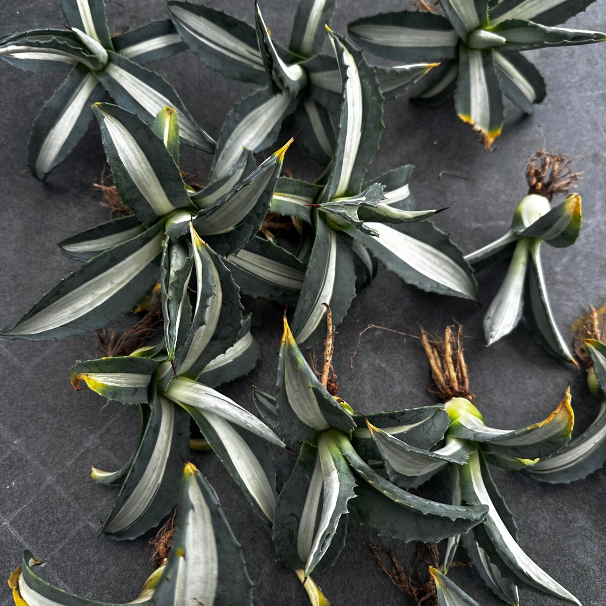  agave America -na.. white middle . finest quality large stock 12 stock including in a package 