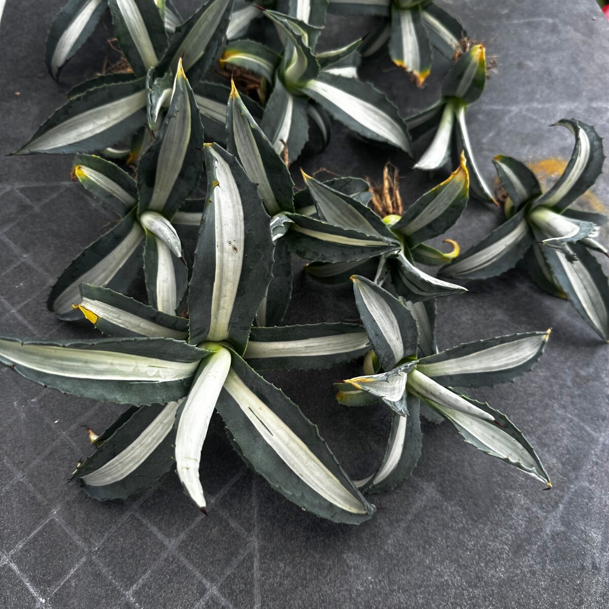  agave America -na.. white middle . finest quality large stock 12 stock including in a package 