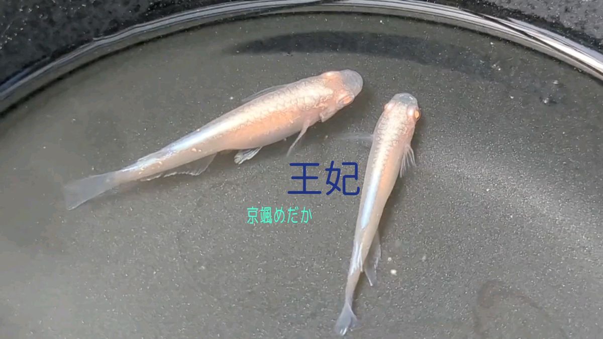 王妃めだか有精卵30個