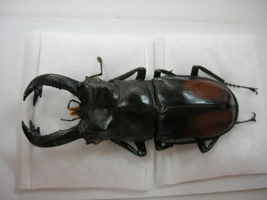 昆虫標本★スマトラ島産セアカフタマタ♂80.5ミリの画像2