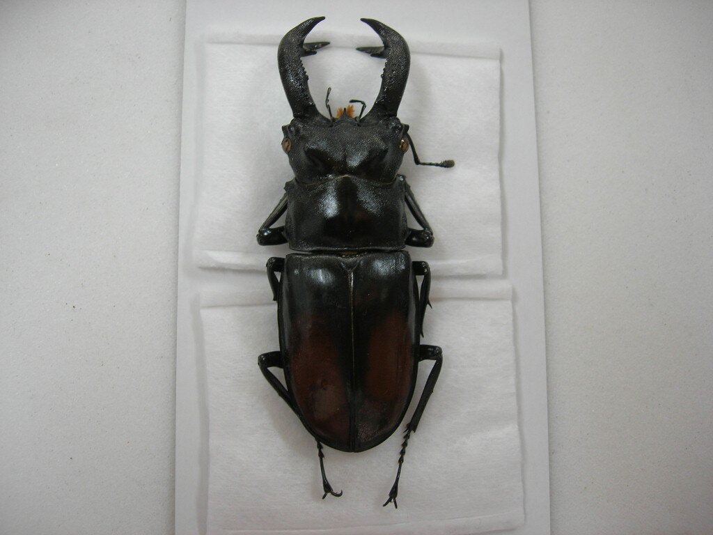 昆虫標本★スマトラ島産セアカフタマタ♂80.5ミリの画像3