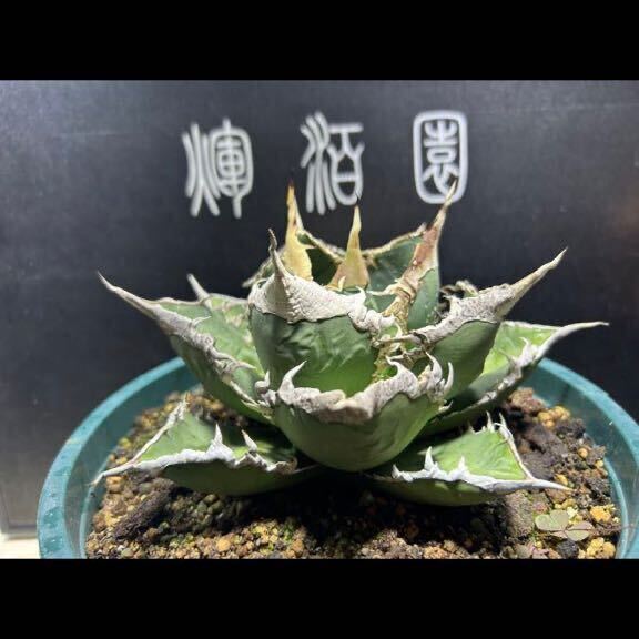 【輝泊園】多肉植物　アガベ チタノタ　狼人　強棘 特選 MAXAGAVE 珍しい　希少株　3_画像1